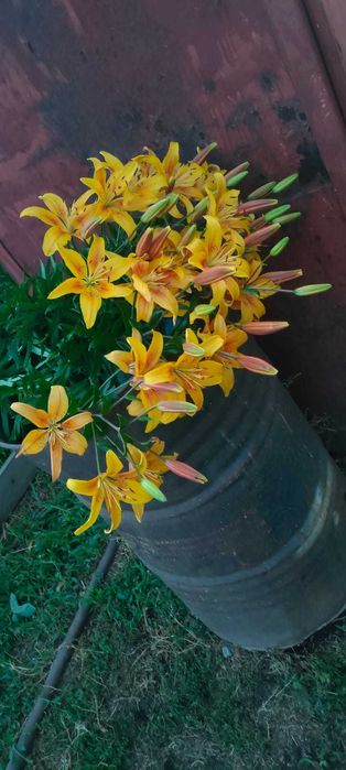 Цветы Лилии луковицы