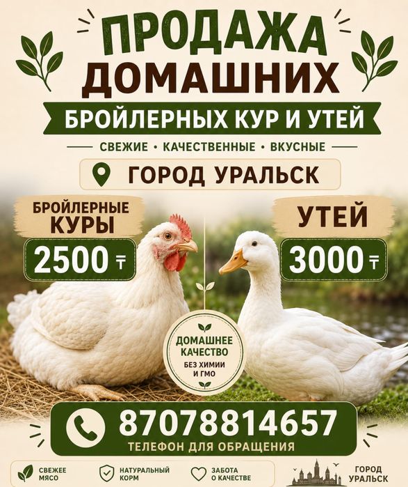 Продам домашних кур и уток