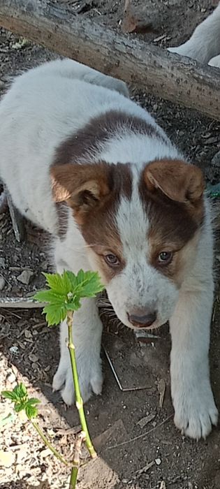Девочки красавицы