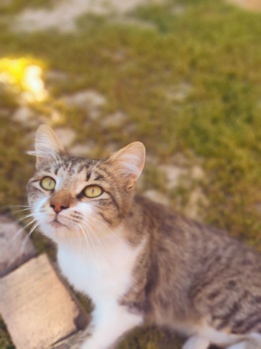 Котик Васька ищет дом