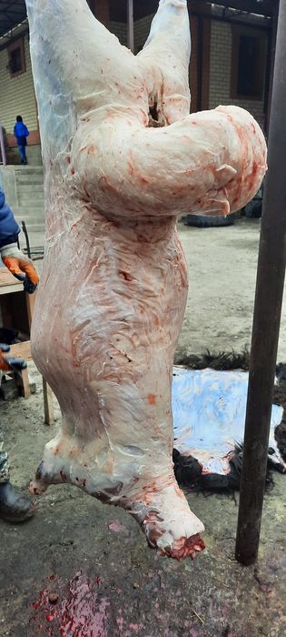 Кой токты тусак кошкар