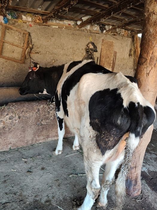 Сиыр брынши тума,