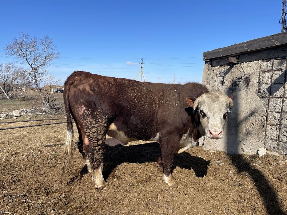 Продам бычков.