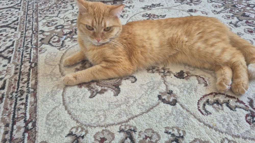 Отдам в хорошие руки