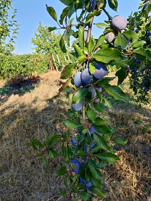 Prune de masa si gem, ofer seriozitate maxima