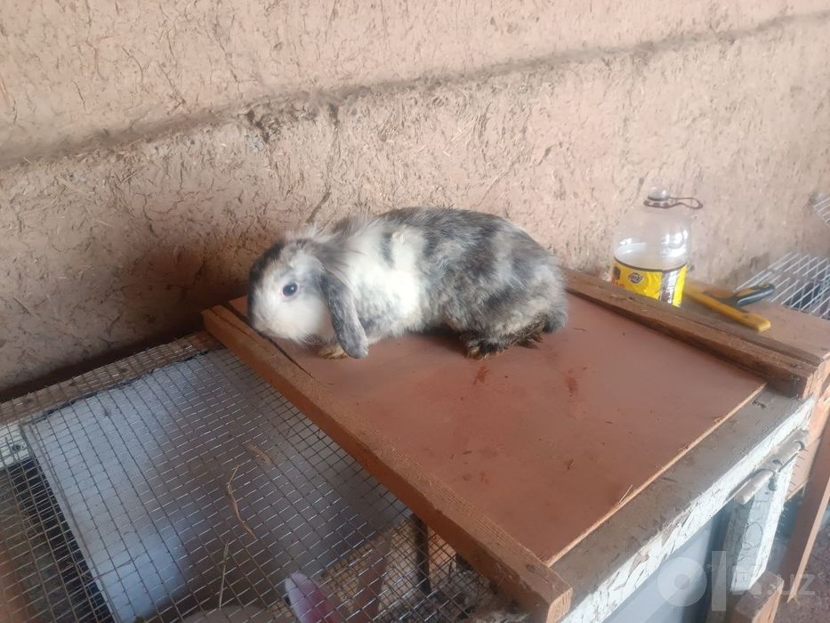 Karlik va hikol zotli quyonlar sotiladi.