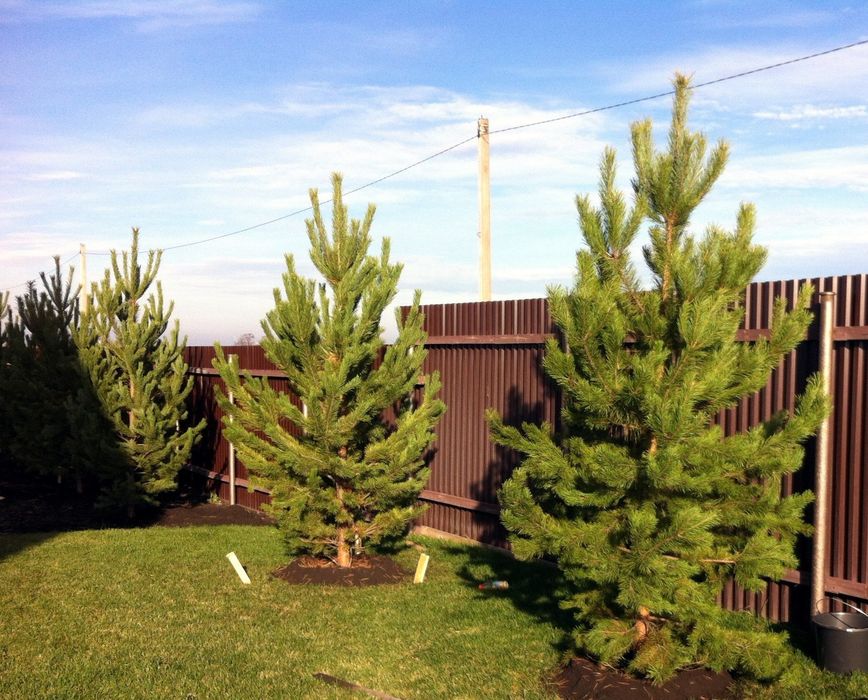 Саженцы ёлка сосна