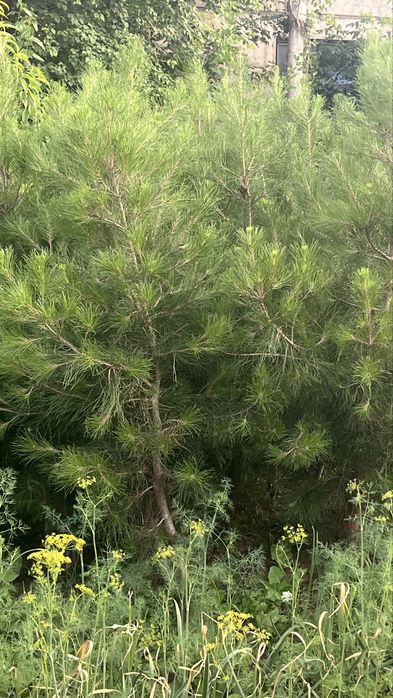 Елка, ел арзан багада