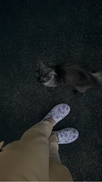 Кошечка ищет дом