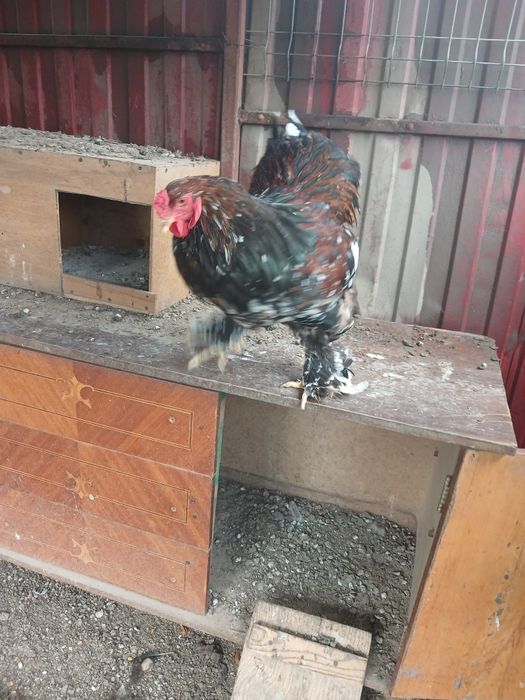 Cocos si găină brahma