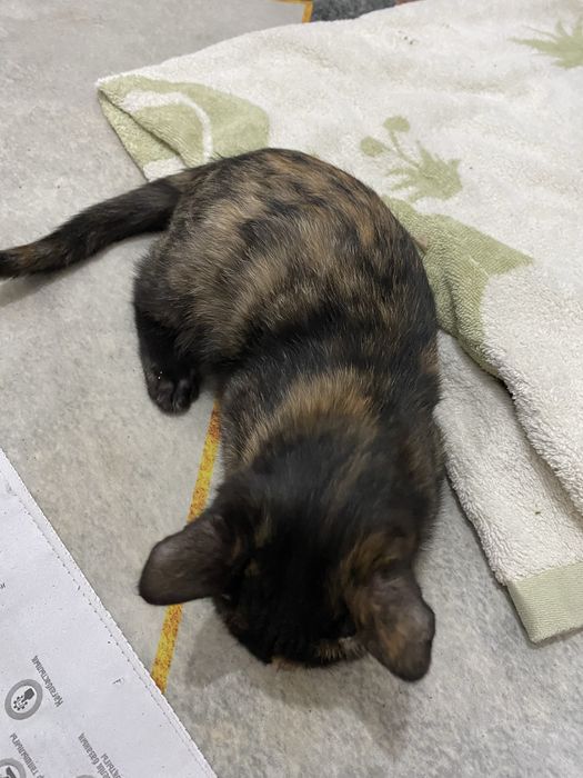 Котенок даром очень милый