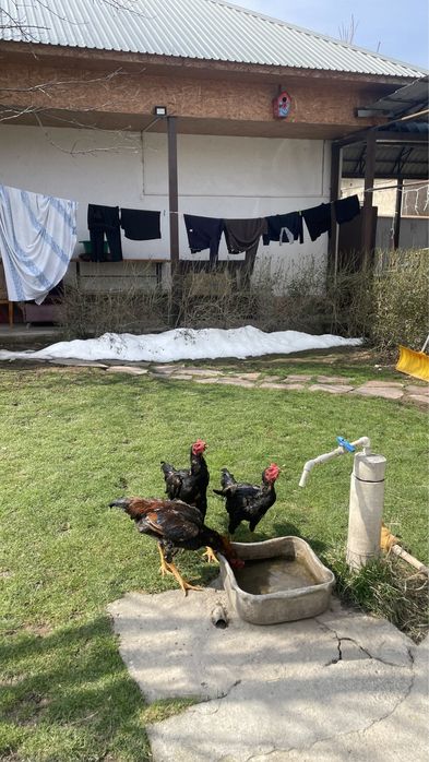 Дакан 5 жарым айлық күздік