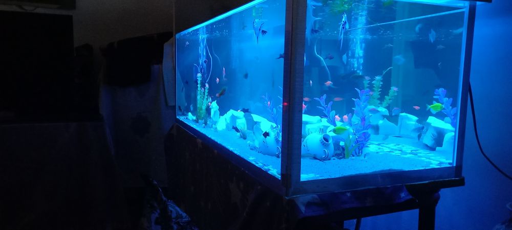 Akvarium na zakaz evro kromka est kachestviniy. Akvarium zakazga evro