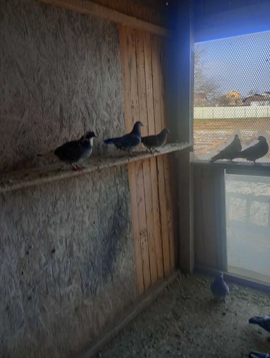 Porumbei voiajori de concurs de toate felurile