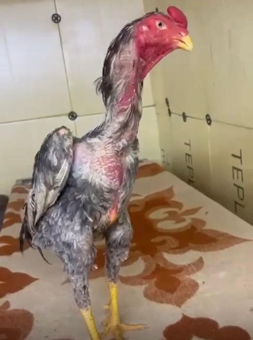 Продам Дакана Шамо Немец