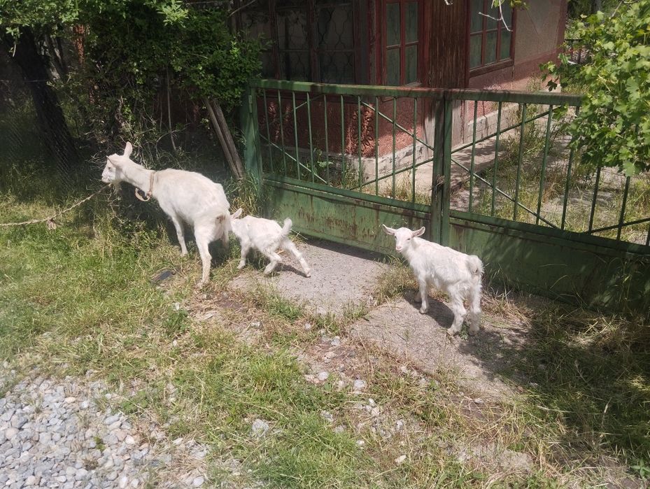 Коза с козлятами