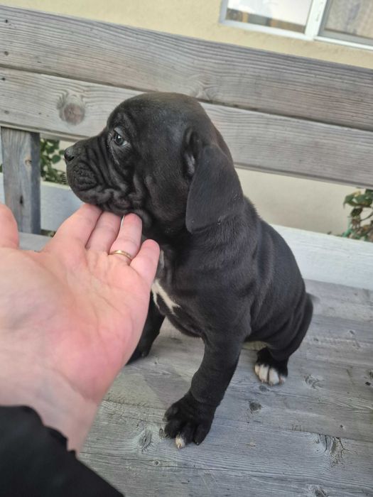 Кане Корсо женски