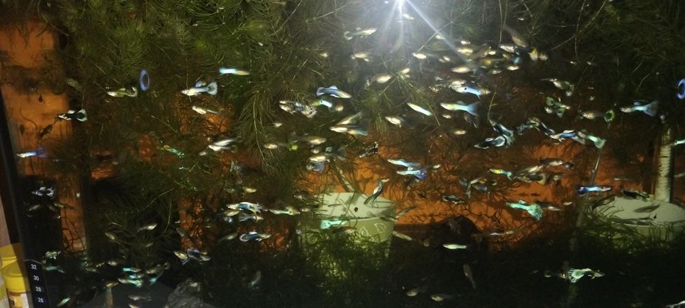 Vând pești de acvariu gupy.moly și xifo