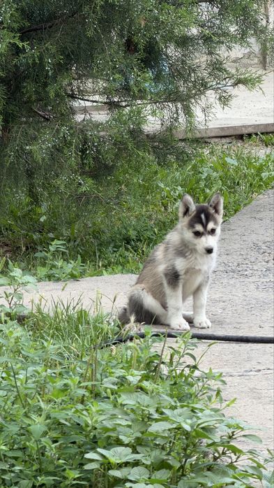 Продам хаски 1 месяц