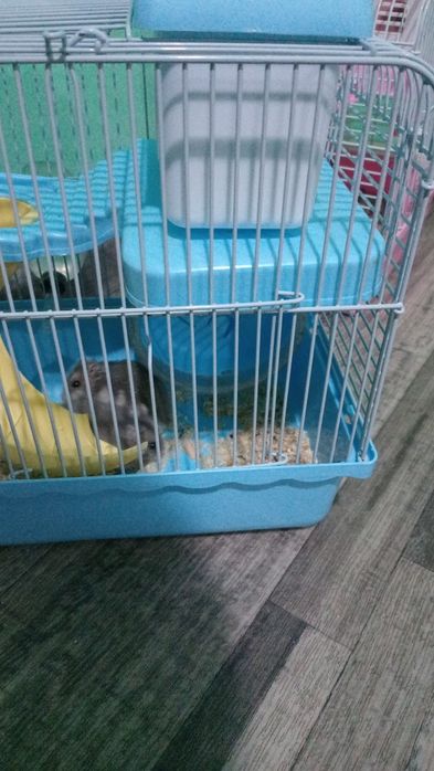 Парочка хомяков с клеткой