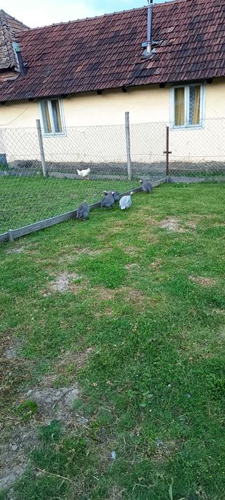 Animale de vânzare urgent