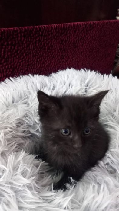 Котята  красотульки.
