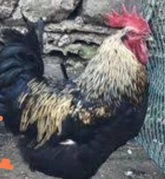 Продам петушков! (Пародистых)