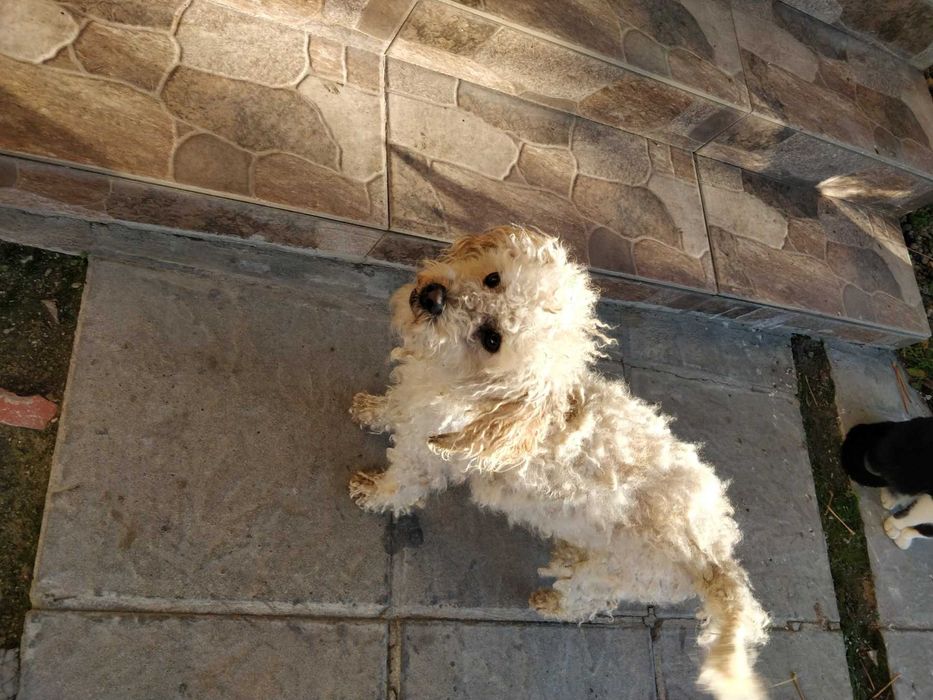 Френска болонка на година и половина имунизирано с паспорт