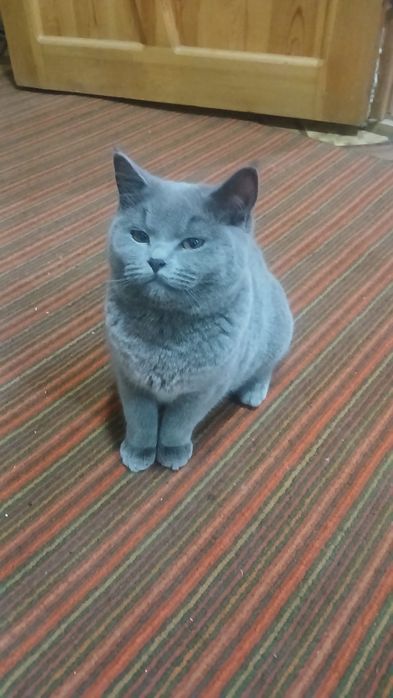 Mushuk sotiladi yuvosh