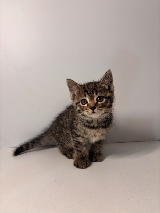 Отдам котят в хорошие руки