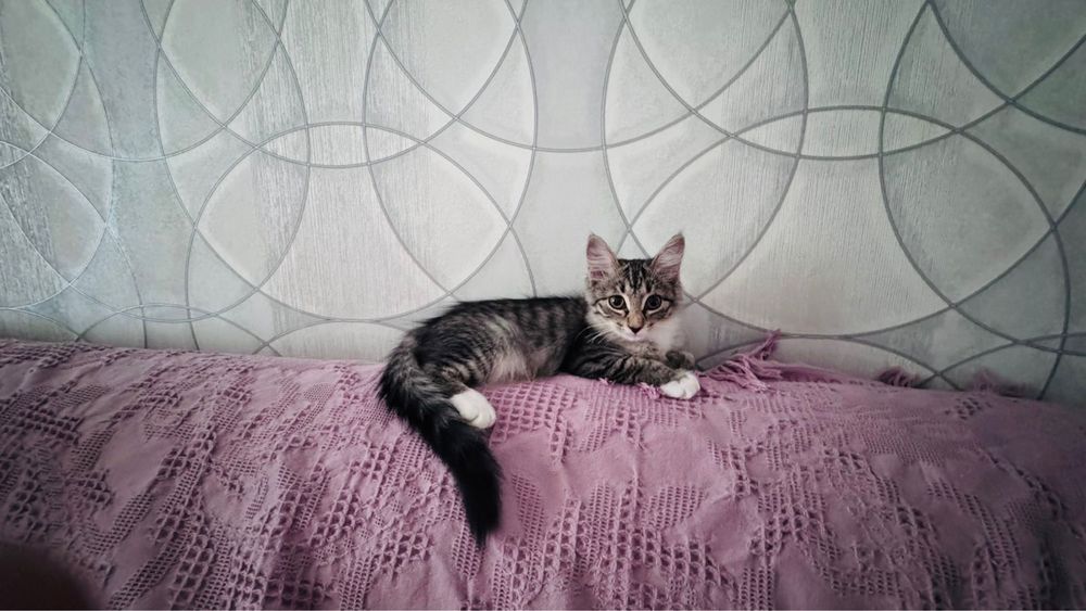 Котенок. Девочка 3 месяца.