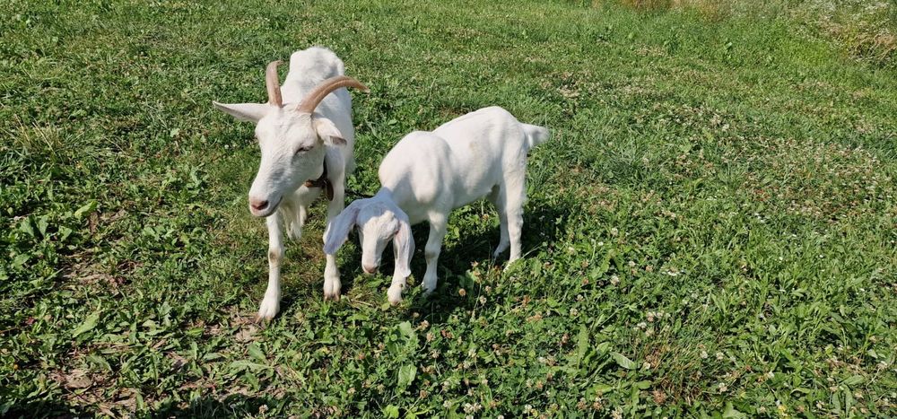 Capra sannen  o iedita metis șaten cu anglonubian si 1  capra  murciano de granadina