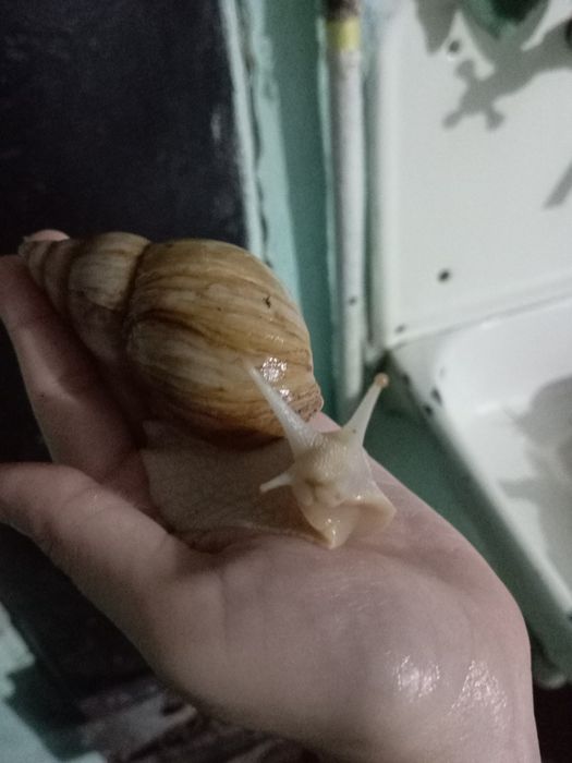 Косметические улитки