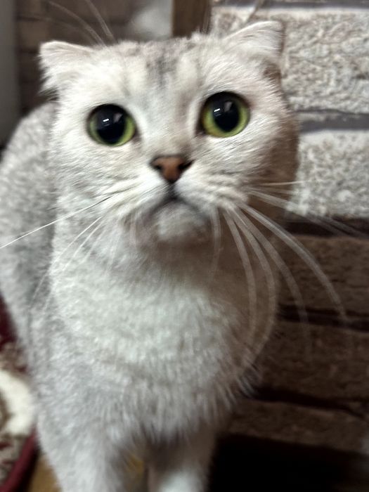 Scottish fold Mushuk