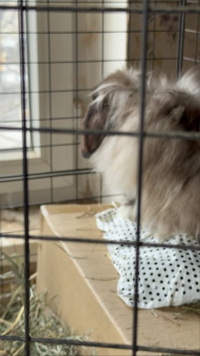 Декоративные Кролики