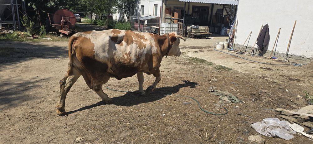 Vaca de.  vânzare