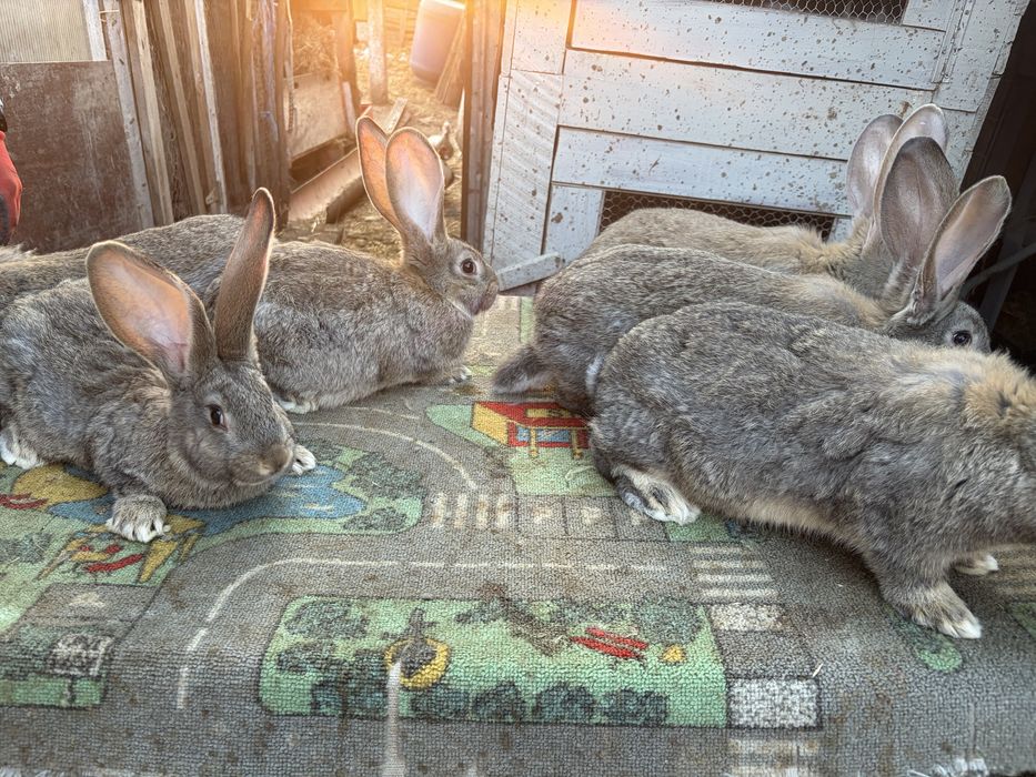 Vand iepuri uriasi gri german