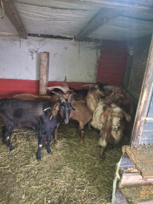 De vinzare tapi buni