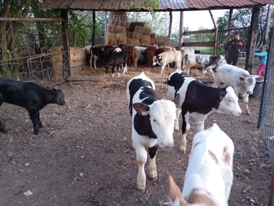 Vând vitei înțărcați