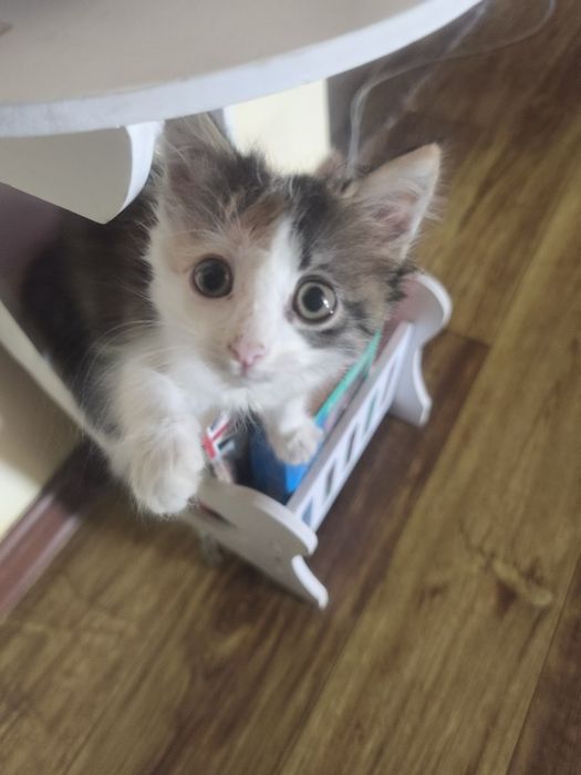 Отдам котенка в хорошие руки