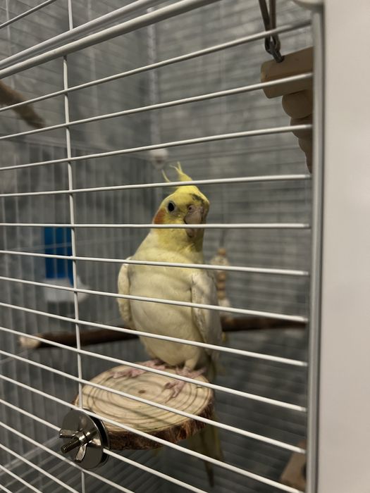 Попугай корелла две девочки