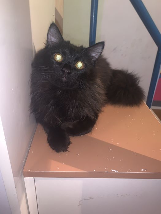 Отдам котов  бесплатно