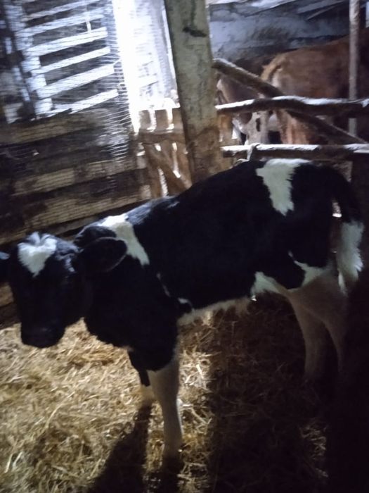 Продам бычка и телочку