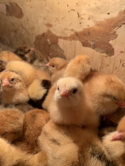 Ханхяп жўжалари сотилади xan xyap хан хяп корея