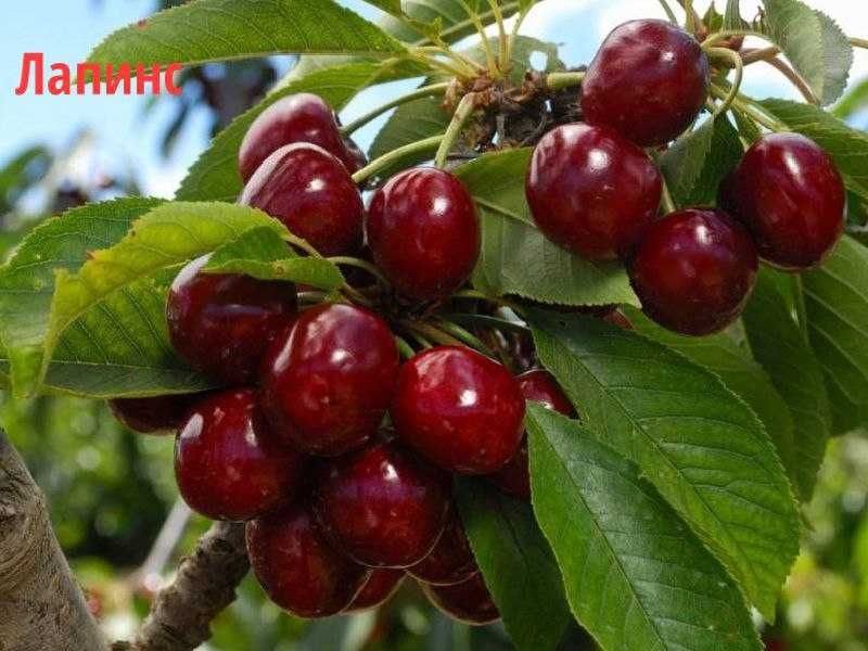 Саженцы для интенсивных садов черешни