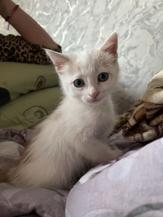 Отдам в добрые руки