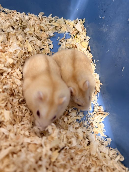 Vand Hamsteri pitici Campbell