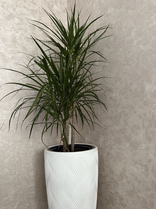 Драцена Маргината