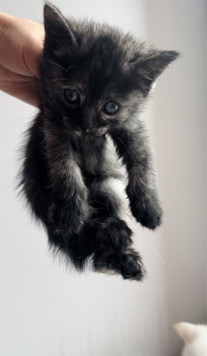 Ласковая кошечка