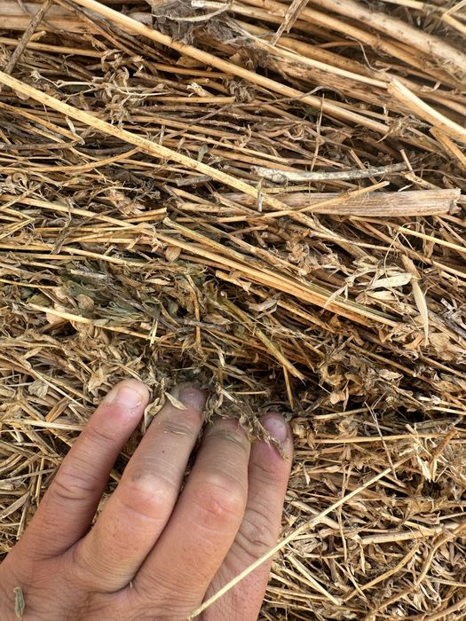 Baloti rotunzi si mici an 2025! Schimb cu berbecuți!